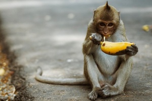 Monkey-eating-a-banana.jpg