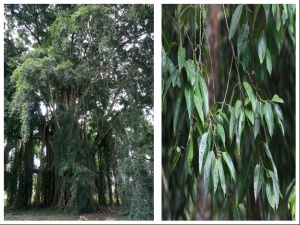 Pohon beringin 2.jpg