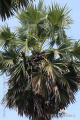 Borassus flabellifer - Lontar palm IMG 3712