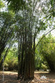 Dendrocalamus asper Bambu Betung IMG 4116
