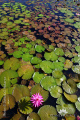 Nymphaea lotus IMG 8730