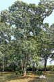 Aleurites moluccana Pohon Kemiri IMG 3707