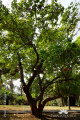Syzygium cumini Pohon Juwet Jamblang DSC09434