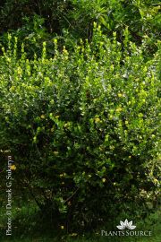 Ixora chinensis DSC05767.jpg