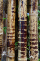Bambusa maculata Bambu Tutul DSC03279