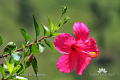 Hibiscus rosa-sinensis IMG 4735