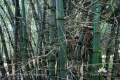 Bambusa vulgaris - bambu ampel DSC03194