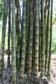 Dendrocalamus asper Bambu Betung IMG 4101