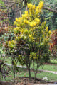Codiaeum variegatum Puring Kayu Emas IMG 7706