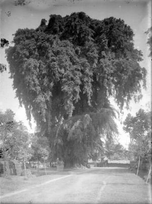 Banyan Tree Marga Tabanan 1912 by Kadek Wijaya.jpg