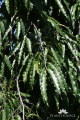 Polyalthia longifolia IMG 2240