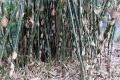 Bambusa maculata Bambu Tutul IMG 7209 (1)