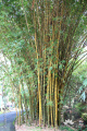 Bambusa vulgaris Ampel Gading IMG 0015