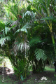 Pinanga coronata Palem Peji IMG 5335