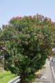 Nerium oleander DSC08789
