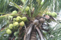 Cocos nucifera Kelapa IMG 0019 p1