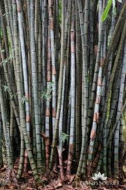 Dendrocalamus asper Bambu Betung DSC05851.JPG