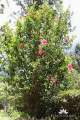 Hibiscus rosa-sinensis IMG 4724