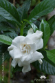 Gardenia jasminoides DSC06840