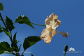 Hibiscus rosa-sinensis IMG 3578