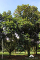 Artocarpus heterophyllus IMG 6644