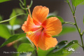 Hibiscus rosa-sinensis IMG 6522