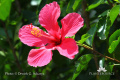Hibiscus rosa-sinensis 3-IMG 4749