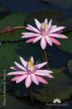 Nymphaea lotus IMG 5238