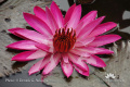 Nymphaea lotus var rubra DSC05093