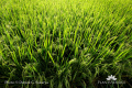 3-Oryza sativa 2E0O6308-rice fields 050308