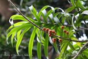 Dracaena angustifolia IMG 4320.JPG
