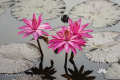 Nymphaea lotus var rubra DSC05097