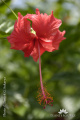 Hibiscus rosa-sinensis DGS2436