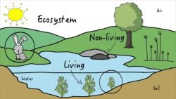 Ecosystem.jpg
