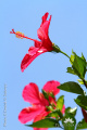 Hibiscus rosa-sinensis IMG 4745