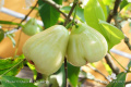 Syzygium samarangense DSC01437
