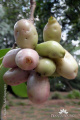 Syzygium cumini Pohon Juwet Jamblang DSCF1983-asp