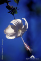 Hibiscus rosa-sinensis-white hibiscus, bali