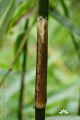 Gigantochloa luteostriata Bambu Buluh DSC02420