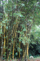 Bambusa vulgaris Ampel Gading DSC03009