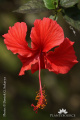 Hibiscus huegelii DSC09497