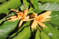 Magnolia champaca IMG 5329