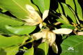 Magnolia champaca IMG 5291